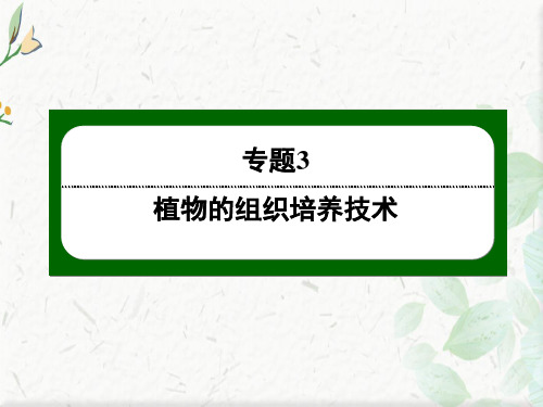 人教版生物选修1课件:3-1 菊花的组织培养