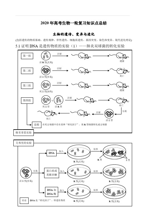 2020年高考生物一轮复习知识点总结 生物的遗传变异与进化上部分