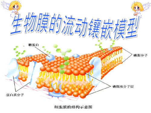 生物膜流动镶嵌模型PPT课件