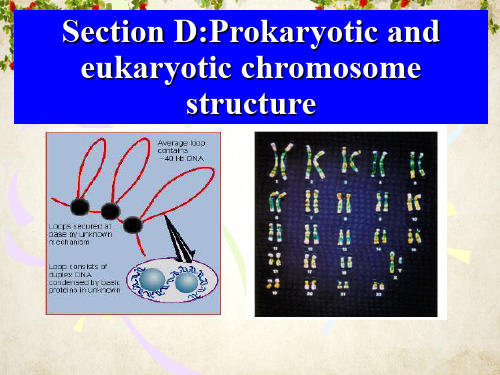 原核生物与真核生物染色体区别和识别