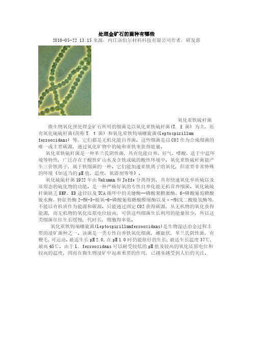 处理金矿石的菌种有哪些