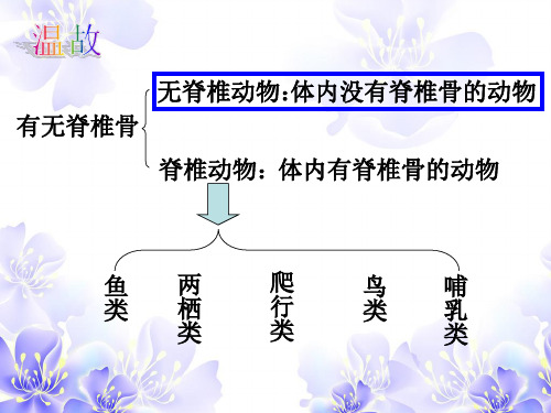 2.4.3 常见的动物(无脊椎动物)优秀课件PPT