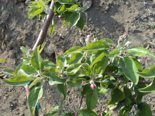 第三讲 苹果花果管理