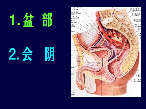 会阴解剖