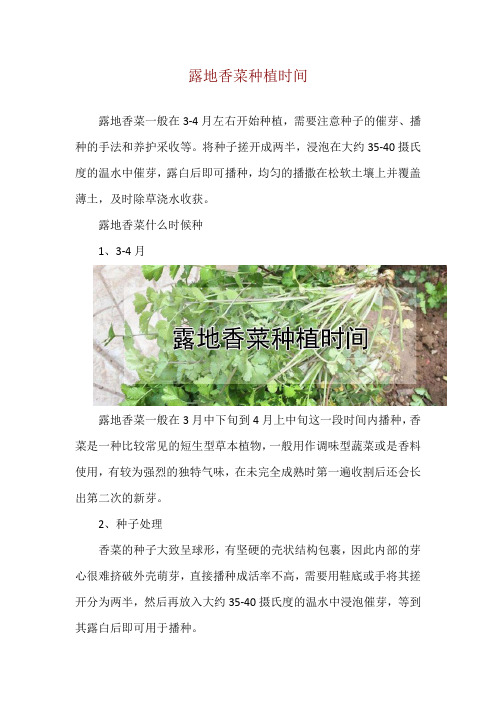 露地香菜种植时间