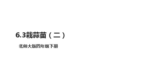 《6.3栽蒜苗(二)》(课件)-四年级下册数学北师大版