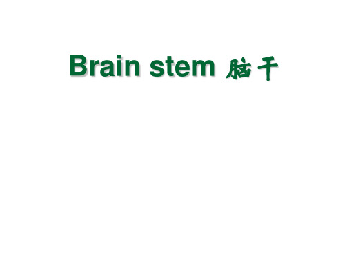 系统解剖 英文版 神经系统 脑干.Brain stem