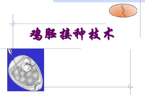 鸡胚接种方法