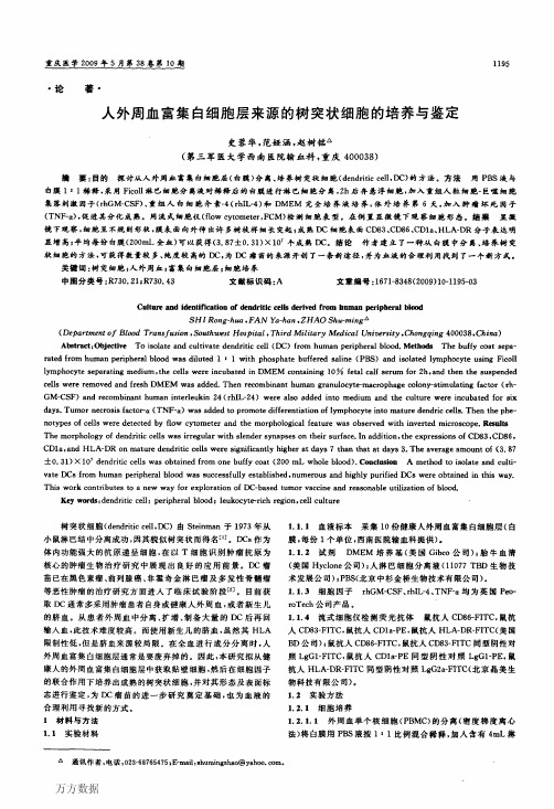 人外周血富集白细胞层来源的树突状细胞的培养与鉴定