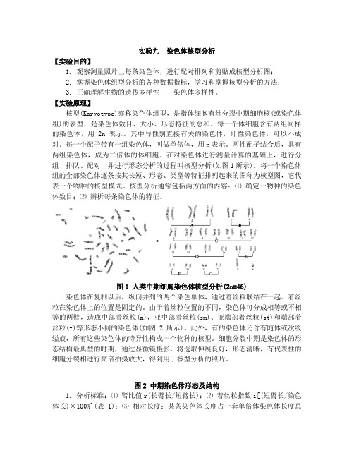 实验九染色体核型分析