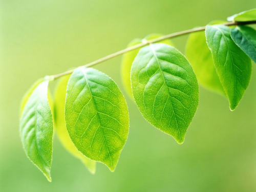 一植物植物的叶课件小学科学教科版三年级上册_1