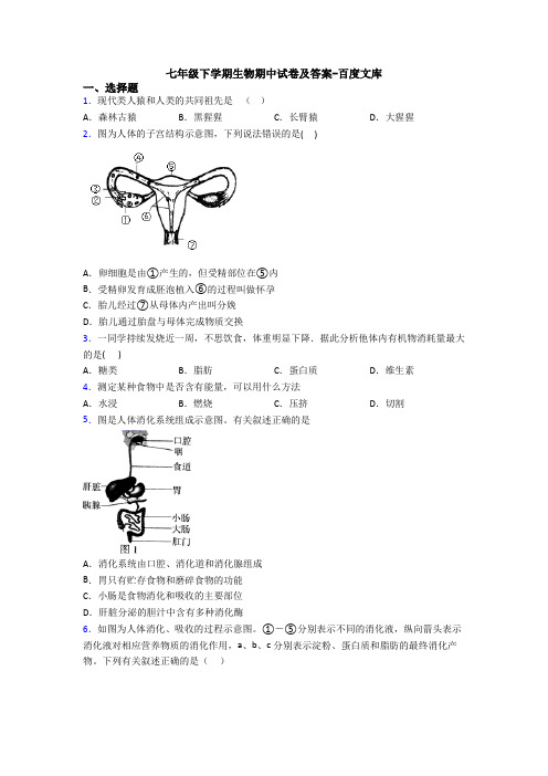 七年级下学期生物期中试卷及答案-百度文库