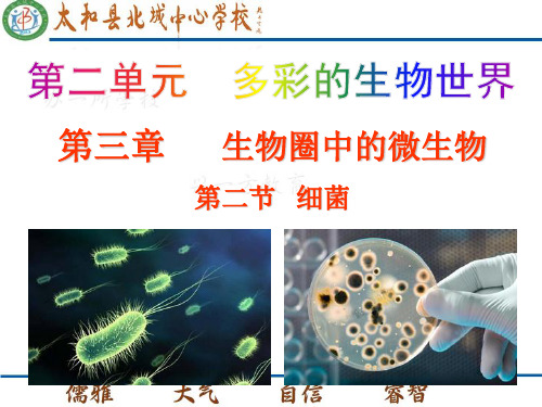 细菌(44)初中生物课件