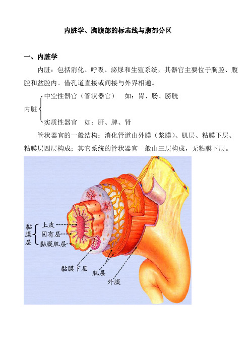 内脏学、胸腹部标志线与腹部分区学习资料