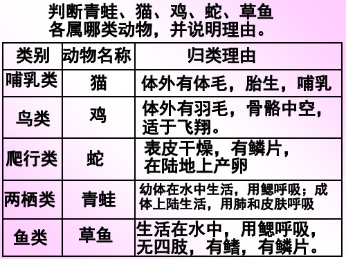 七级科学无脊椎动物分类 ppt课件