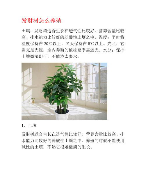 发财树怎么养殖