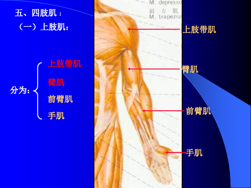 四肢肌