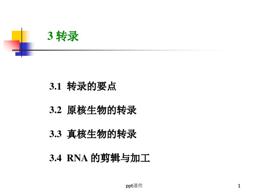 转录 ppt课件