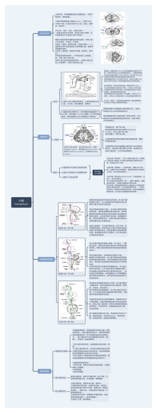 神经系统解剖—小脑思维导图