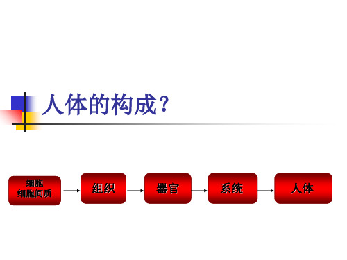 《运动解剖学》一、人体的基本构成