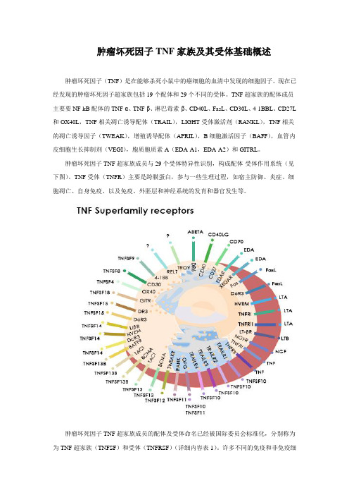 肿瘤坏死因子TNF家族及其受体基础概述