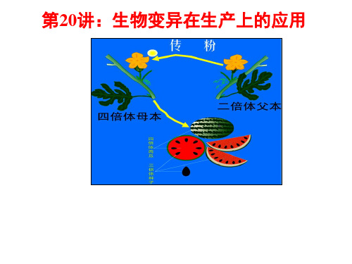 第20讲-生物变异在生产上的应用