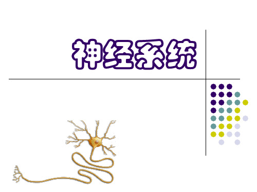 生理学PPT：神经系统课件