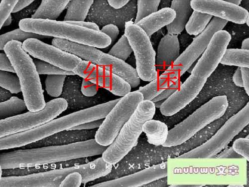 六年级科学上册细菌ppt课件1青岛版