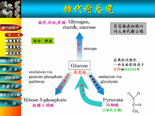 第七章  糖代谢