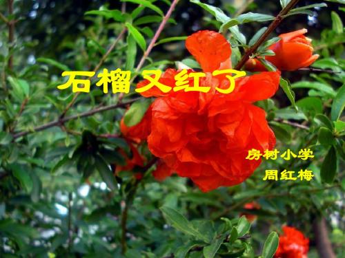 《石榴又红了》课件