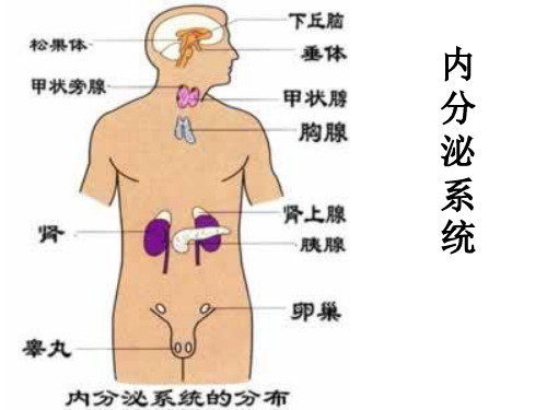 人体解剖学内分泌系统-PPT课件