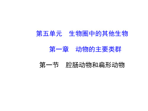 新人教版八年级生物上册第五单元第一章第一节腔肠动物和扁形动物课件