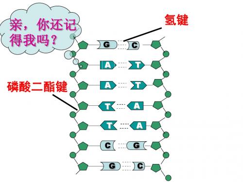 1.1DNA重组技术的基本工具 公开课课件