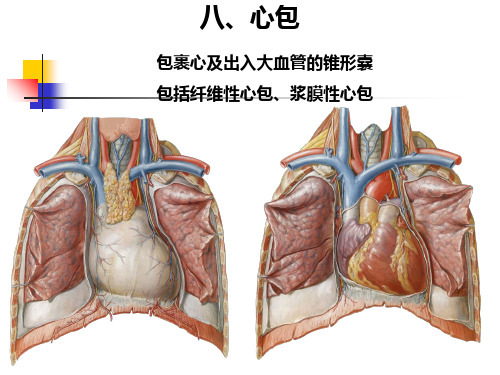 人体解剖学-视器