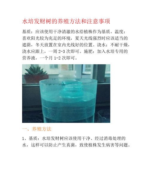 水培发财树的养殖方法和注意事项