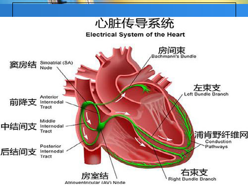最新心脏起搏器原理及手术护理PPT课件