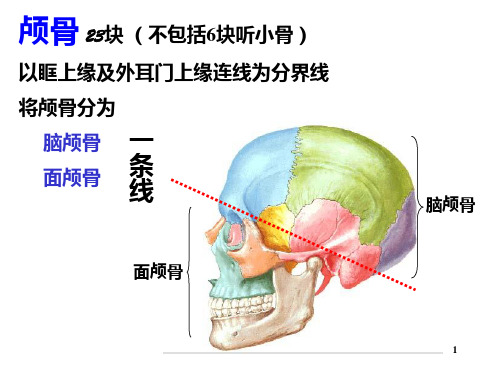 脑部CTPPT课件