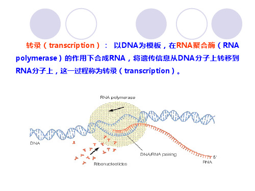 14.1第十四章RNA的生物合成