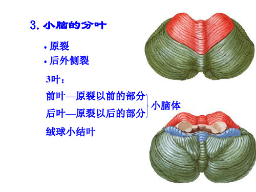 人体解剖学：小脑、间脑-精选文档