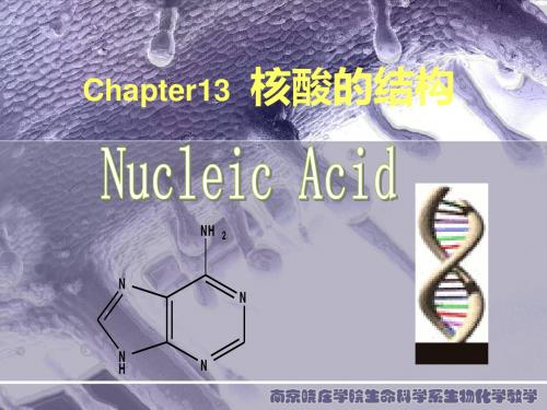 生物化学 第13章 核酸结构