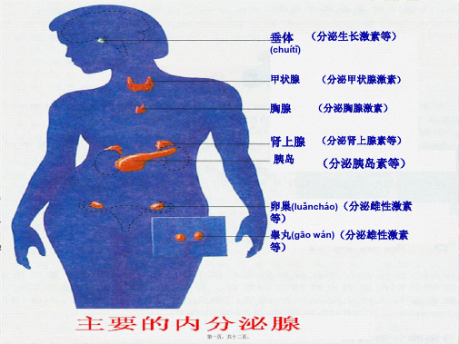 七年级生物《人体主要的内分泌腺》课件