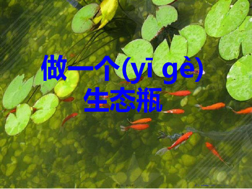 《做一个生态瓶》生物与环境PPT课件3