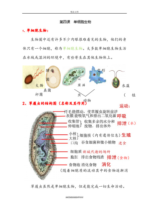 七年级上册生物人教版第二单元笔记(超全)