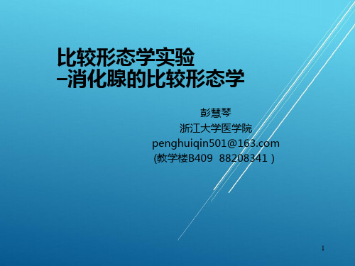 10比较形态学实验消化腺的比较形态学——【比较人体形态学 精品讲义】