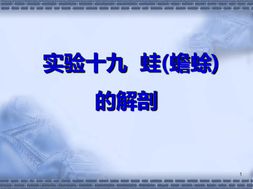 32蟾蜍青蛙的外形与内部解剖观察PPT课件