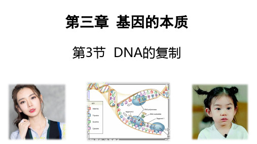 【课件】DNA的复制课件高一下学期生物人教版必修2