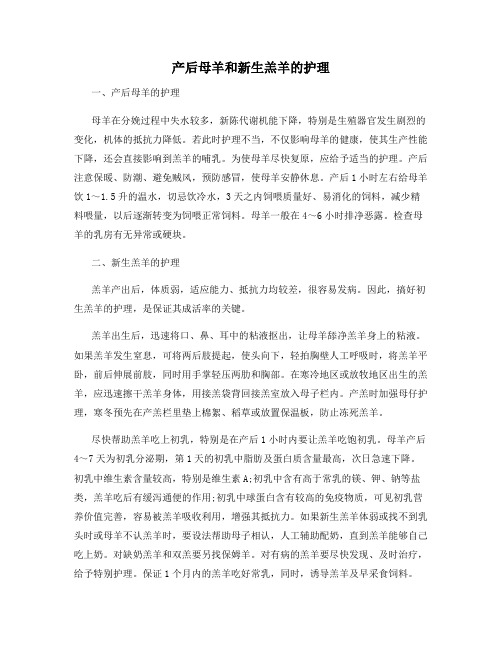 产后母羊和新生羔羊的护理