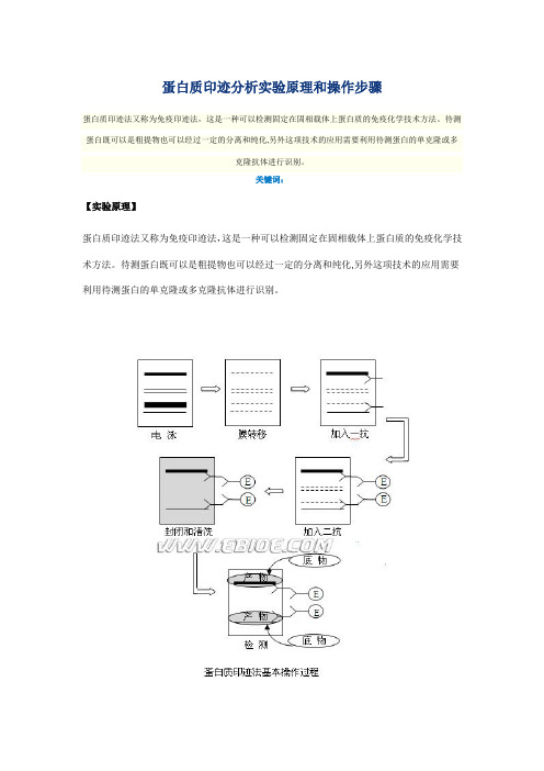 蛋白质印迹分析实验原理和操作步骤