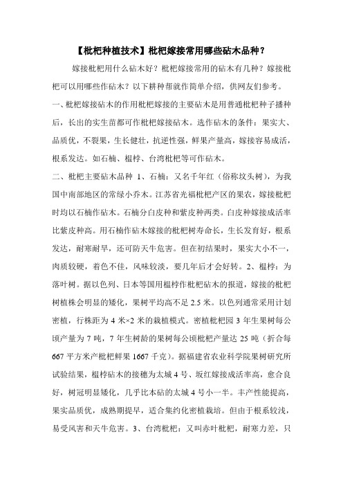 【枇杷种植技术】枇杷嫁接常用哪些砧木品种?