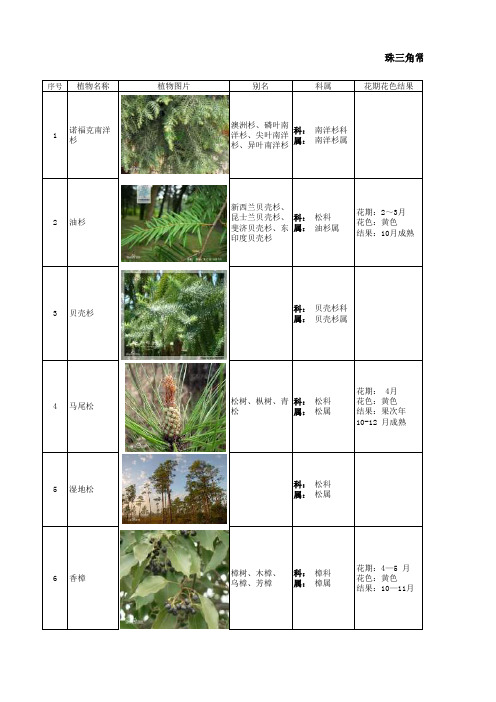 最系统的常见园林植物表——常绿乔木